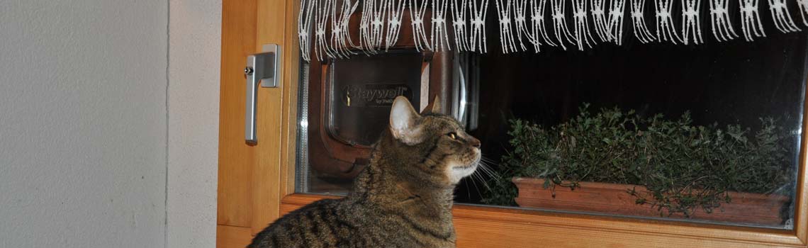 Katzenfenster